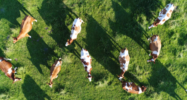 Drones monitoren gezondheid van Amerikaans vee