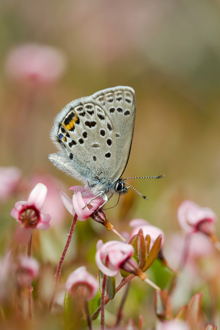 Drones helpen bij onderzoek Veenbesblauwtje Drones helpen bij onderzoek Veenbesblauwtje