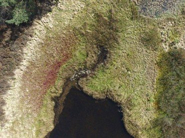 Drones helpen bij onderzoek Veenbesblauwtje Drones helpen bij onderzoek Veenbesblauwtje