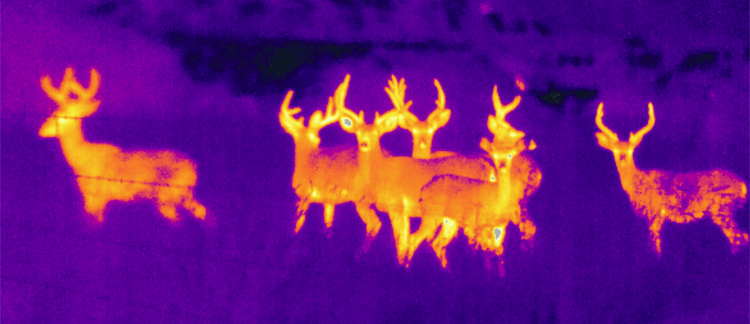 Weidevogeldrone voorkomt vernieling vogelnesten Weidevogeldrone voorkomt vernieling vogelnesten