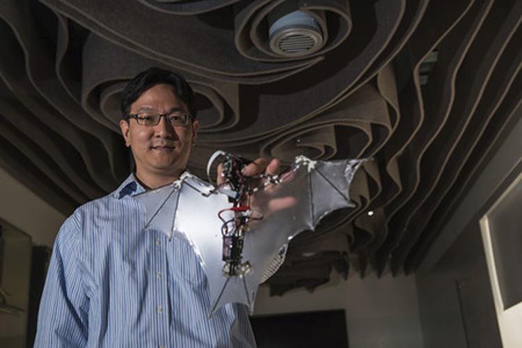 Amerikaanse wetenschappers bouwen kruising tussen vleermuis en drone Amerikaanse wetenschappers bouwen kruising tussen vleermuis en drone