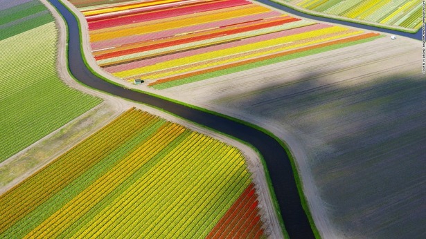 dronestagram-tulip-field-holland-the-netherlands dronestagram-tulip-field-holland-the-netherlands