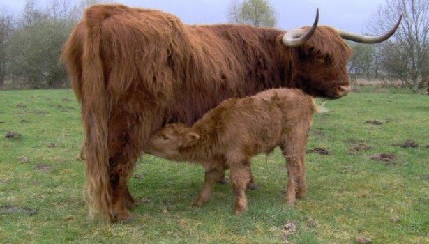 groenlinks-schotse-hooglanders-lage-bergse-bos groenlinks-schotse-hooglanders-lage-bergse-bos