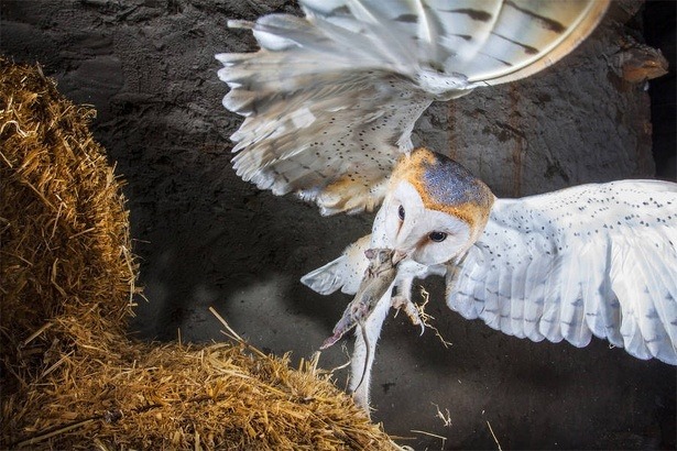national-geographic-photo-contest-2015-andres-lopez national-geographic-photo-contest-2015-andres-lopez