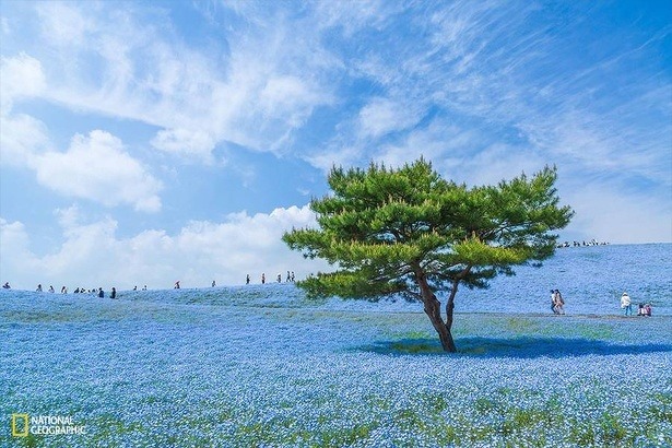 national-geographic-photo-contest-2015-hiroki-kondo national-geographic-photo-contest-2015-hiroki-kondo